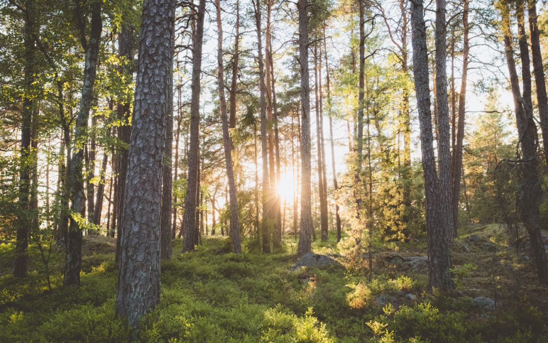 Innovative and sustainable forestry leads the way, Arboair gets Vinnova funding